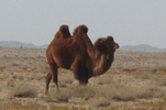 Gobi Desert