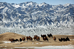 FOTOSAFARI IN WUESTE-GOBI