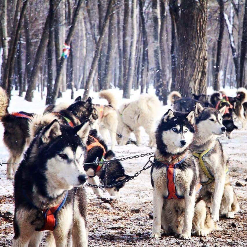 DOG SLEDDING SEASON OPENING TOUR BY EXPAT ADVENTURE TRAVEL