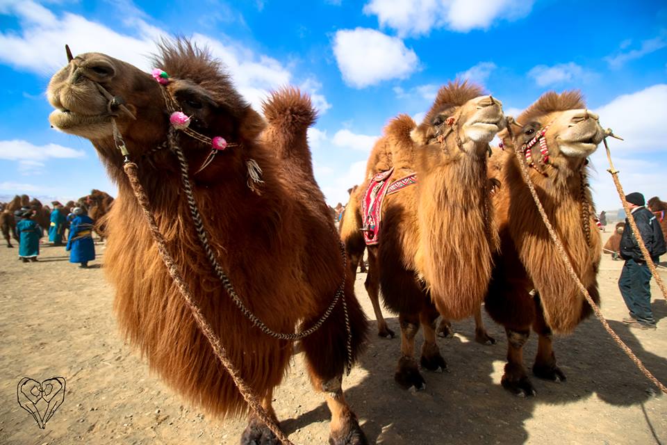 (English) CAMEL FESTIVAL 2017  UMNUGOVI  PROVINCE BULGAN SUM MARCH 6-7