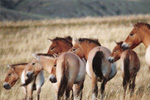 (Deutsch) Die letzten echten Wildpferde