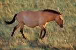 Hustain Nuruu National Park
